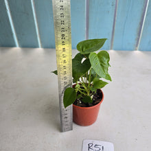 Load image into Gallery viewer, #R51 Three x Anthurium Veitchii x 'Red'