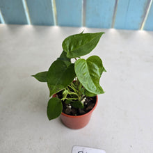 Load image into Gallery viewer, #R51 Three x Anthurium Veitchii x 'Red'