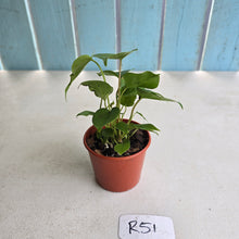 Load image into Gallery viewer, #R51 Three x Anthurium Veitchii x 'Red'