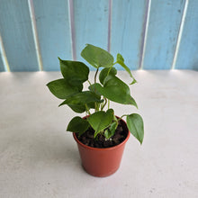 Load image into Gallery viewer, #R51 Three x Anthurium Veitchii x 'Red'