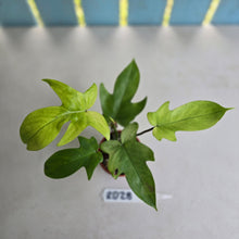 Load image into Gallery viewer, #RD28 Philodendron Florida Ghost