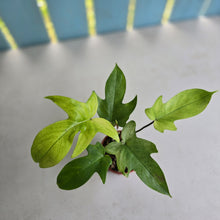 Load image into Gallery viewer, #RD28 Philodendron Florida Ghost