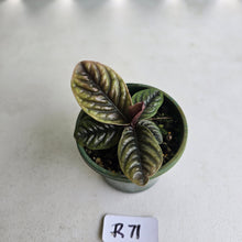 Load image into Gallery viewer, #R71 Labisia Sp.