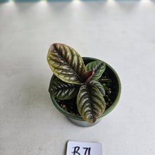 Load image into Gallery viewer, #R71 Labisia Sp.