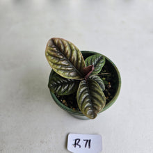 Load image into Gallery viewer, #R71 Labisia Sp.