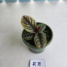 Load image into Gallery viewer, #R71 Labisia Sp.