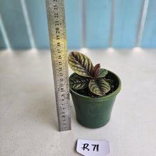 Load image into Gallery viewer, #R71 Labisia Sp.