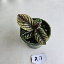 Load image into Gallery viewer, #R71 Labisia Sp.