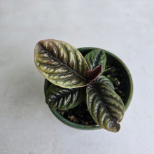 Load image into Gallery viewer, #R71 Labisia Sp.