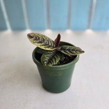 Load image into Gallery viewer, #R71 Labisia Sp.