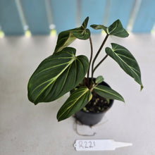 Load image into Gallery viewer, #R221 Philodendron Gloriosum