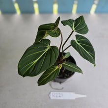 Load image into Gallery viewer, #R221 Philodendron Gloriosum