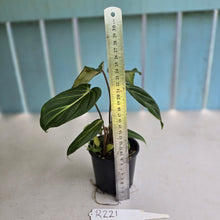 Load image into Gallery viewer, #R221 Philodendron Gloriosum