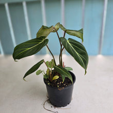 Load image into Gallery viewer, #R221 Philodendron Gloriosum