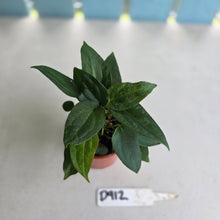 Load image into Gallery viewer, #D912 Four x Dark Anthurium NOID Seedlings