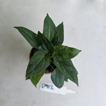 Load image into Gallery viewer, #D912 Four x Dark Anthurium NOID Seedlings