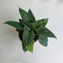 Load image into Gallery viewer, #D912 Four x Dark Anthurium NOID Seedlings