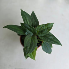 Load image into Gallery viewer, #D912 Four x Dark Anthurium NOID Seedlings