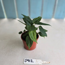 Load image into Gallery viewer, #D912 Four x Dark Anthurium NOID Seedlings