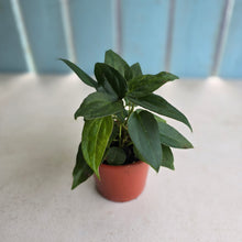 Load image into Gallery viewer, #D912 Four x Dark Anthurium NOID Seedlings