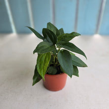 Load image into Gallery viewer, #D912 Four x Dark Anthurium NOID Seedlings