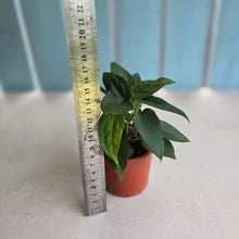 Load image into Gallery viewer, #D912 Four x Dark Anthurium NOID Seedlings