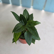 Load image into Gallery viewer, #D912 Four x Dark Anthurium NOID Seedlings