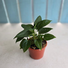 Load image into Gallery viewer, #D912 Four x Dark Anthurium NOID Seedlings