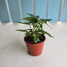 Load image into Gallery viewer, #D912 Four x Dark Anthurium NOID Seedlings