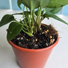 Load image into Gallery viewer, #D912 Four x Dark Anthurium NOID Seedlings