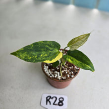 Load image into Gallery viewer, #R28 Variegated Anthurium Forgetii x