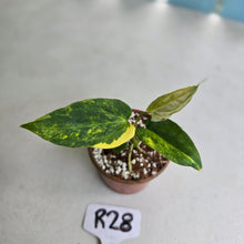 Load image into Gallery viewer, #R28 Variegated Anthurium Forgetii x