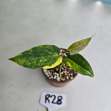 Load image into Gallery viewer, #R28 Variegated Anthurium Forgetii x