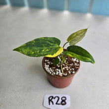 Load image into Gallery viewer, #R28 Variegated Anthurium Forgetii x