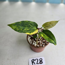 Load image into Gallery viewer, #R28 Variegated Anthurium Forgetii x