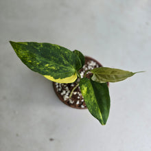 Load image into Gallery viewer, #R28 Variegated Anthurium Forgetii x