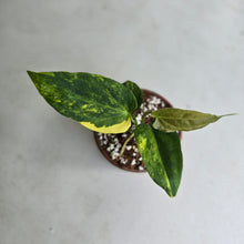 Load image into Gallery viewer, #R28 Variegated Anthurium Forgetii x