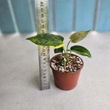 Load image into Gallery viewer, #R28 Variegated Anthurium Forgetii x