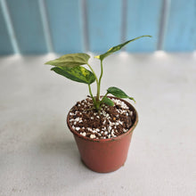 Load image into Gallery viewer, #R28 Variegated Anthurium Forgetii x