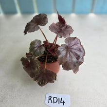 Load image into Gallery viewer, #RD14 Begonia Unknown
