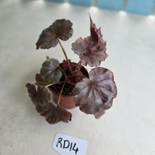 Load image into Gallery viewer, #RD14 Begonia Unknown