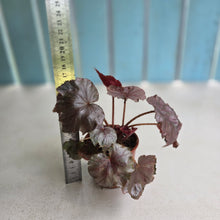 Load image into Gallery viewer, #RD14 Begonia Unknown