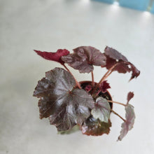 Load image into Gallery viewer, #RD14 Begonia Unknown