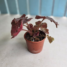 Load image into Gallery viewer, #RD14 Begonia Unknown