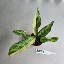 Load image into Gallery viewer, #RB22 Variegated Aglaonema Commutatum Manila Pride