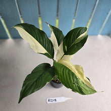 Load image into Gallery viewer, #RD18 Spathiphyllum Picasso