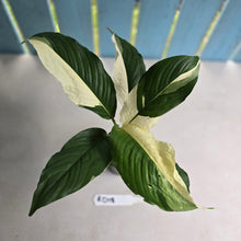 Load image into Gallery viewer, #RD18 Spathiphyllum Picasso