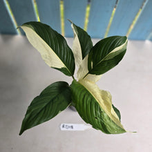 Load image into Gallery viewer, #RD18 Spathiphyllum Picasso