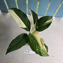 Load image into Gallery viewer, #RD18 Spathiphyllum Picasso