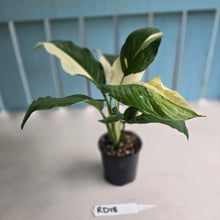 Load image into Gallery viewer, #RD18 Spathiphyllum Picasso